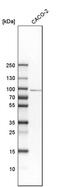 SMCR8-C9orf72 Complex Subunit antibody, PA5-54449, Invitrogen Antibodies, Western Blot image 
