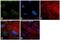 Ras-related protein Rab-11B antibody, PA5-31348, Invitrogen Antibodies, Immunofluorescence image 