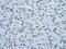 Non-POU Domain Containing Octamer Binding antibody, ARP40716_T100, Aviva Systems Biology, Immunohistochemistry frozen image 