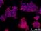 Stage-specific embryonic antigen 1 antibody, MA1-022, Invitrogen Antibodies, Immunofluorescence image 