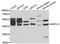 Nucleosome Assembly Protein 1 Like 1 antibody, STJ24681, St John