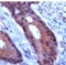 TIMP Metallopeptidase Inhibitor 1 antibody, ADI-905-584-1, Enzo Life Sciences, Immunohistochemistry frozen image 