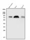 CD55 Molecule (Cromer Blood Group) antibody, PB9487, Boster Biological Technology, Western Blot image 