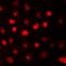 RB Transcriptional Corepressor 1 antibody, orb214500, Biorbyt, Immunofluorescence image 