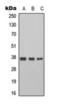 Cyclin-H antibody, orb393235, Biorbyt, Western Blot image 