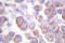 SNCA antibody, AP06582PU-N, Origene, Immunohistochemistry frozen image 