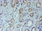 NADH-cytochrome b5 reductase 1 antibody, LS-C787067, Lifespan Biosciences, Immunohistochemistry paraffin image 