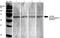 Synaptotagmin 7 antibody, orb99093, Biorbyt, Western Blot image 