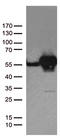 DExD-Box Helicase 39B antibody, TA812665, Origene, Western Blot image 