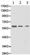 UDP-N-Acetylglucosamine Pyrophosphorylase 1 antibody, TA322902, Origene, Western Blot image 