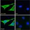 Calnexin antibody, LS-B4403, Lifespan Biosciences, Immunofluorescence image 