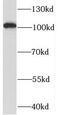 Synaptotagmin-like protein 2 antibody, FNab08460, FineTest, Western Blot image 