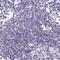 Proline Rich 27 antibody, NBP1-91001, Novus Biologicals, Immunohistochemistry paraffin image 