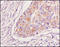 B-Raf Proto-Oncogene, Serine/Threonine Kinase antibody, 251460, Abbiotec, Immunohistochemistry paraffin image 