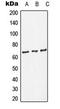 p65 antibody, LS-C354101, Lifespan Biosciences, Western Blot image 
