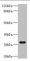 NADH-flavin reductase antibody, LS-C675258, Lifespan Biosciences, Western Blot image 