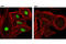Protein Kinase, DNA-Activated, Catalytic Subunit antibody, 12311S, Cell Signaling Technology, Immunocytochemistry image 