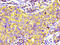 PRP antibody, LS-C670633, Lifespan Biosciences, Immunohistochemistry paraffin image 