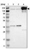 Attractin antibody, NBP1-87967, Novus Biologicals, Western Blot image 