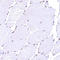 Cleavage and polyadenylation specificity factor subunit 6 antibody, HPA039973, Atlas Antibodies, Immunohistochemistry paraffin image 
