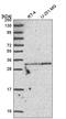 TatD DNase Domain Containing 1 antibody, HPA053045, Atlas Antibodies, Western Blot image 