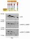 Epidermal growth factor-like protein 7 antibody, DP3521S, Origene, Western Blot image 
