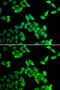 Thyroid Hormone Receptor Interactor 10 antibody, GTX32523, GeneTex, Immunofluorescence image 