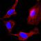 Mitogen-Activated Protein Kinase Kinase 4 antibody, MAB3390, R&D Systems, Immunofluorescence image 