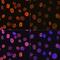 Histone Cluster 4 H4 antibody, GTX00775, GeneTex, Immunofluorescence image 