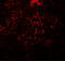 Decapping MRNA 2 antibody, 7049, ProSci, Immunofluorescence image 