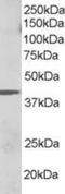 Kruppel Like Factor 2 antibody, NB100-1051, Novus Biologicals, Western Blot image 
