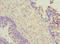 Protein Wnt-7b antibody, orb40792, Biorbyt, Immunohistochemistry paraffin image 