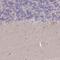 Mitochondrial Ribosomal Protein S18B antibody, HPA050334, Atlas Antibodies, Immunohistochemistry paraffin image 