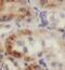 Mama antibody, FNab04759, FineTest, Immunohistochemistry frozen image 