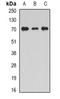 Syntaxin-binding protein 2 antibody, orb341341, Biorbyt, Western Blot image 