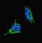 Lin-28 Homolog B antibody, NBP1-50529, Novus Biologicals, Immunofluorescence image 