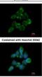 Fas Associated Factor Family Member 2 antibody, NBP2-16381, Novus Biologicals, Immunocytochemistry image 