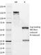 Cyclin D1 antibody, 33-068, ProSci, Western Blot image 