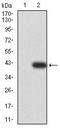 Relaxin Family Peptide Receptor 2 antibody, orb312253, Biorbyt, Western Blot image 