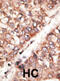 Bone morphogenetic protein 3 antibody, abx029320, Abbexa, Immunohistochemistry paraffin image 