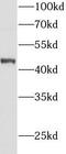 SPT antibody, FNab00224, FineTest, Western Blot image 