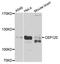 Centrosomal Protein 120 antibody, LS-B14517, Lifespan Biosciences, Western Blot image 