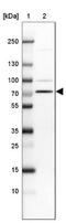 Solute Carrier Family 44 Member 3 antibody, NBP2-13339, Novus Biologicals, Immunohistochemistry frozen image 