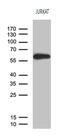 Zinc Finger Protein 583 antibody, MA5-27313, Invitrogen Antibodies, Western Blot image 