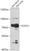 Kelch Like Family Member 11 antibody, 18-067, ProSci, Western Blot image 