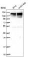 Symplekin antibody, HPA042449, Atlas Antibodies, Western Blot image 