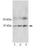 Mrgprc antibody, R32283, NSJ Bioreagents, Western Blot image 