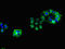 Acetylcholine receptor subunit beta antibody, orb53147, Biorbyt, Immunofluorescence image 