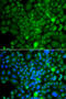 Ras Related GTP Binding A antibody, 23-172, ProSci, Immunofluorescence image 