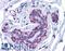 FRAS1 Related Extracellular Matrix 2 antibody, LS-B5304, Lifespan Biosciences, Immunohistochemistry frozen image 